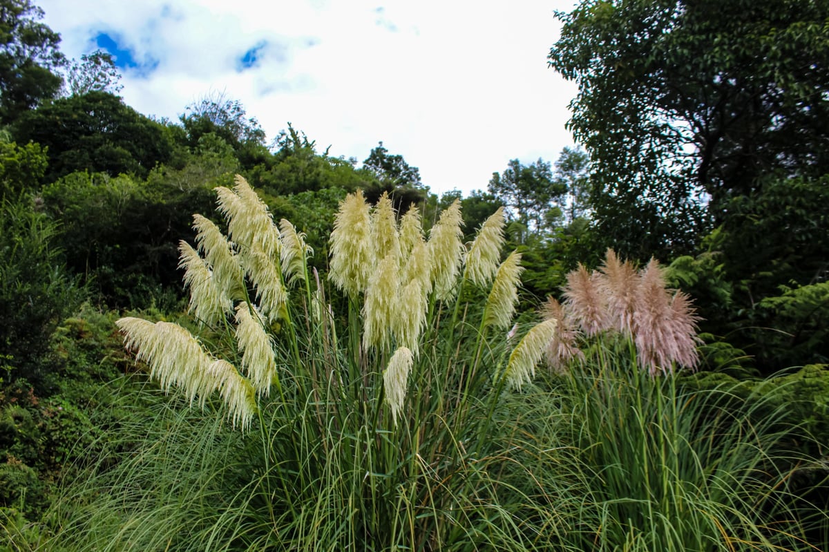 Pampas Grass (Cortaderia selloana), a large perennial ornamental grass known for its feathery plumes