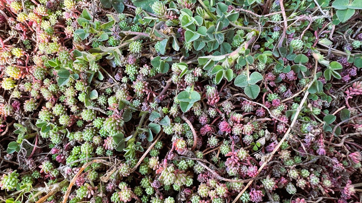 Closeup succulent groundcover with red and green rosettes forming a dense carpet of tiny fleshy leaves