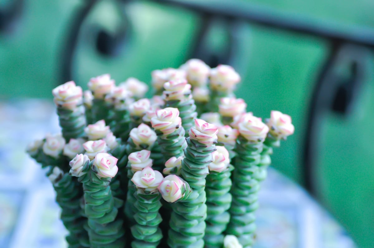 Crassula Baby's Necklace, a stacked pink and green succulent plant in a flowerpot
