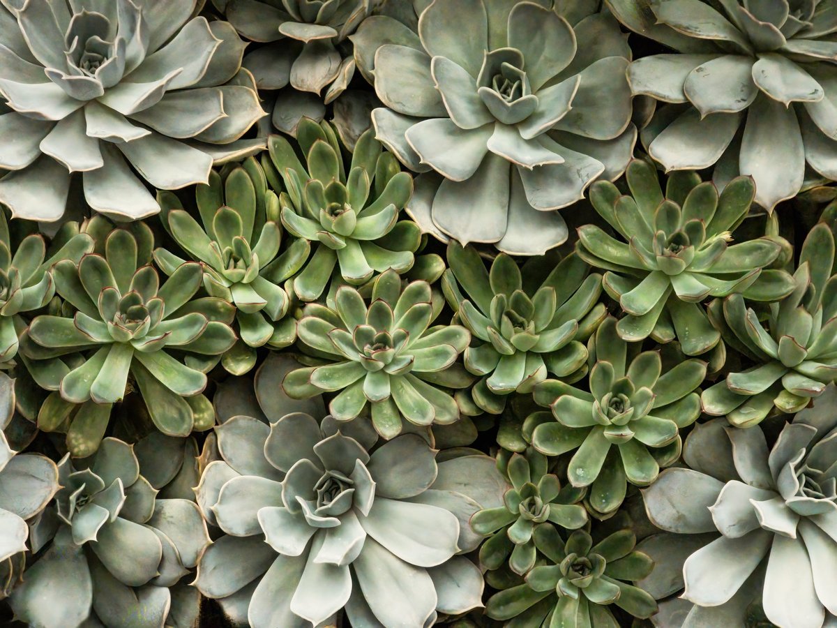 A botanical collection of Echeveria forming a pattern of plant life in the garden.
