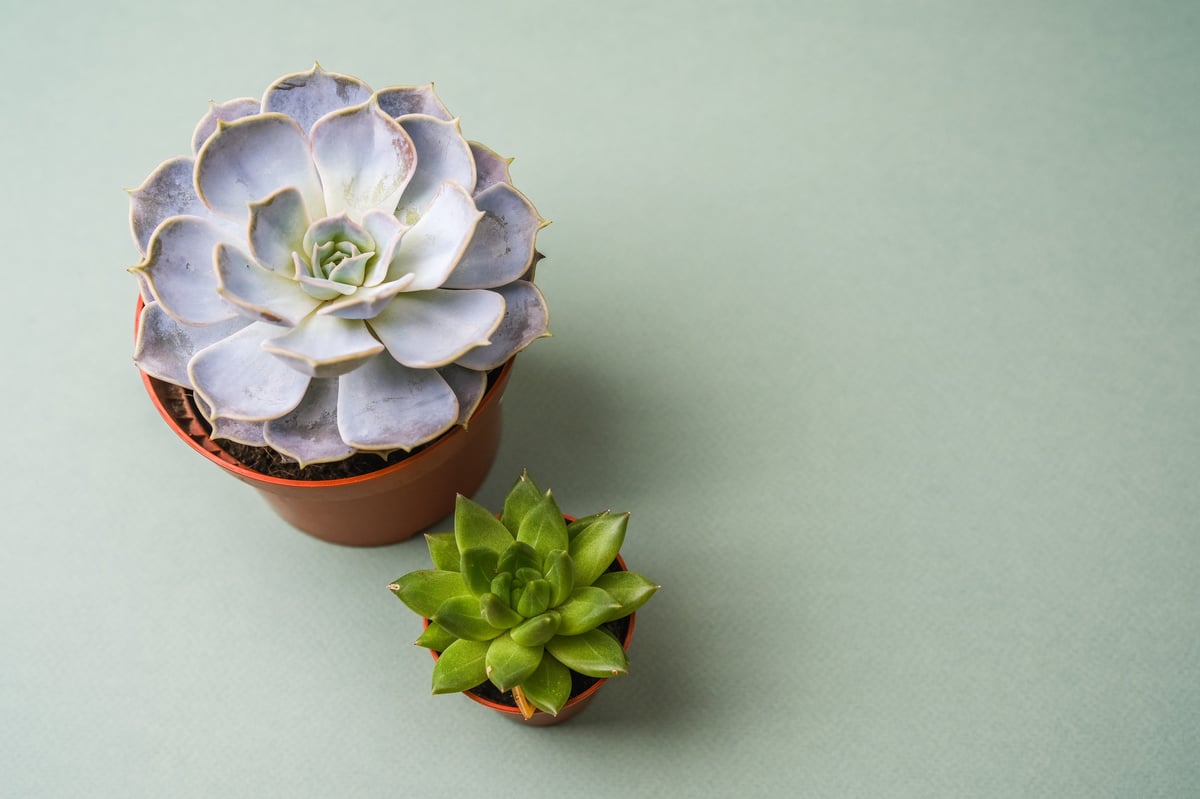 Two potted succulents, one large pale purple and one small green, on a pale green surface
