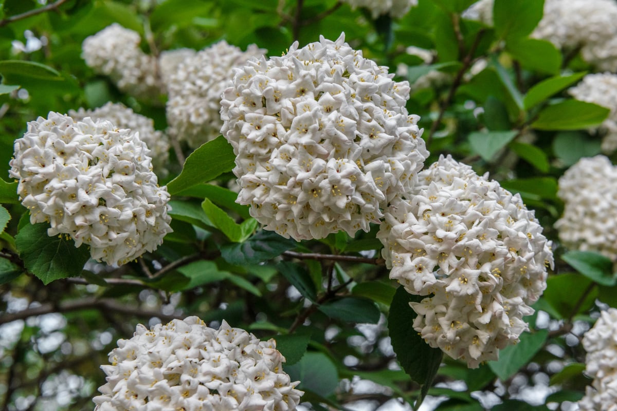 Deciduous shrub belonging to the genus Viburnum in the family Adoxaceae