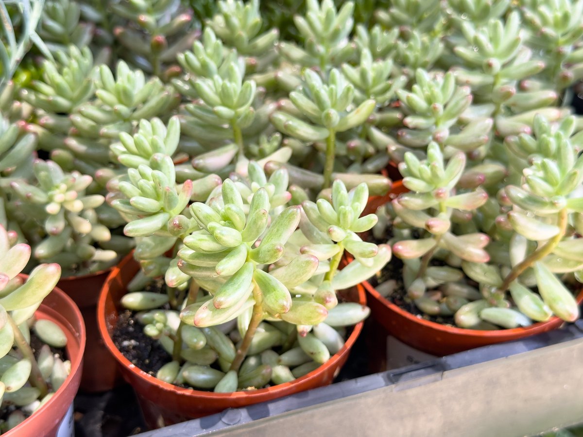 A view of potted pink jelly bean sedum plants with plump rounded leaves