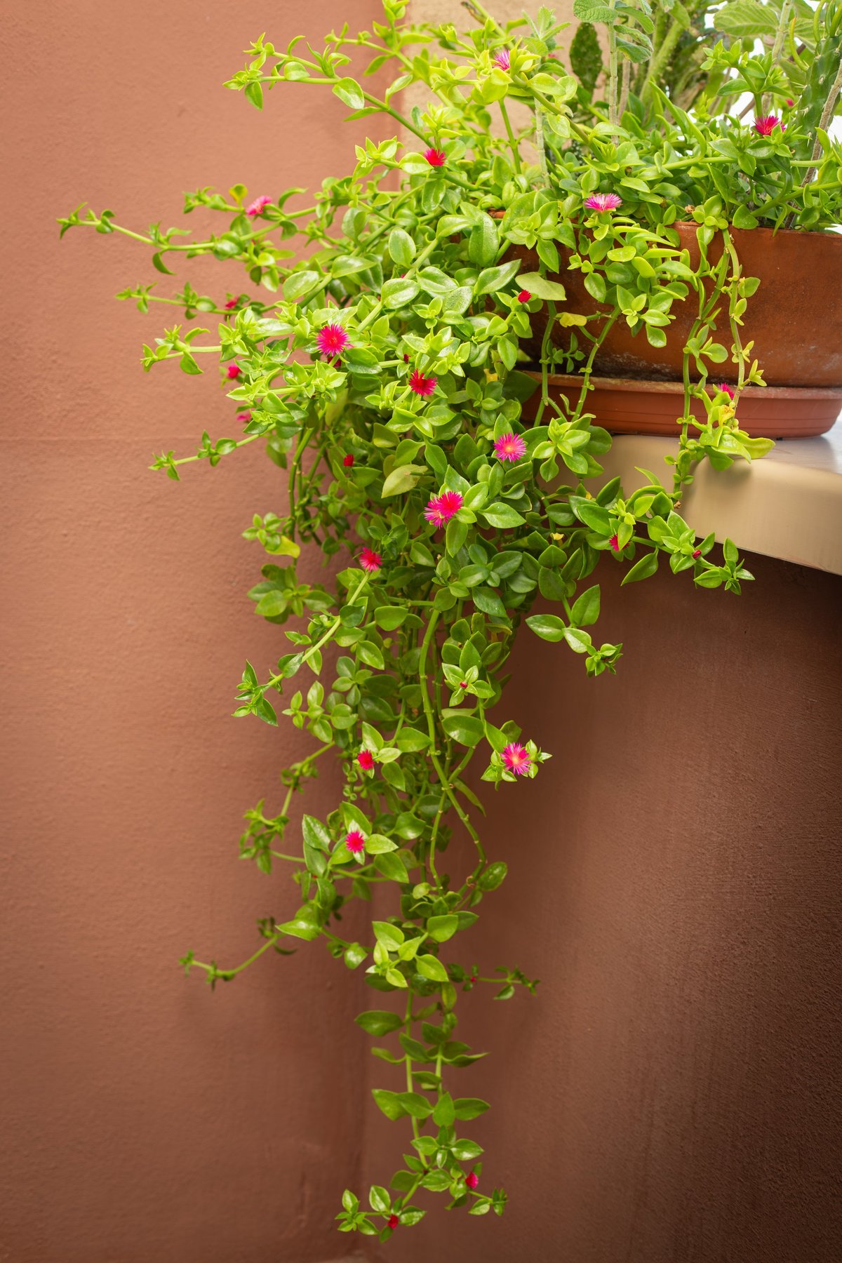 Mesembryanthemum cordifolium, Aptenia cordifolia A succulent plant belonging to the Aizoaceae family. Flowering balcony. Gardening.. High quality photo