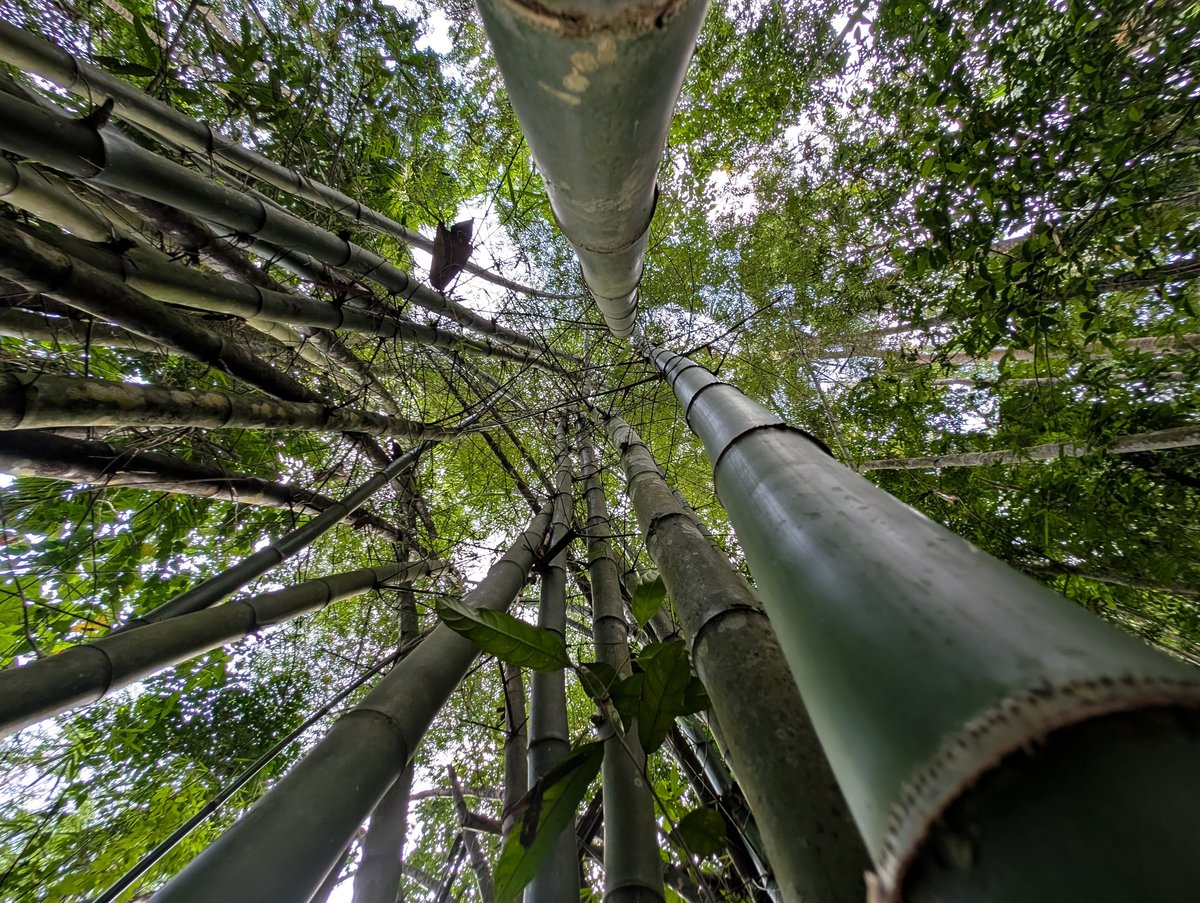 Towering green bamboo forest viewed from below with lush tropical canopy