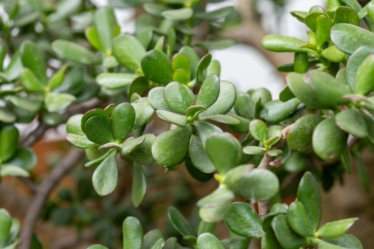 Jade plant displaying its vibrant green succulent leaves