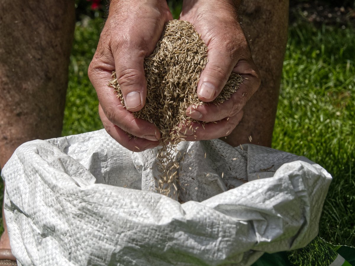 Hands pouring golden-brown grass seed into a bag