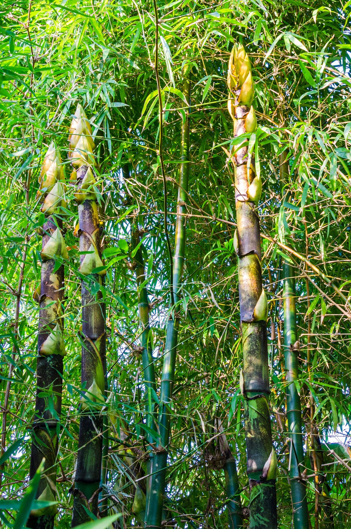 Giant timber bamboo and golden bamboo growing in a suburban garden