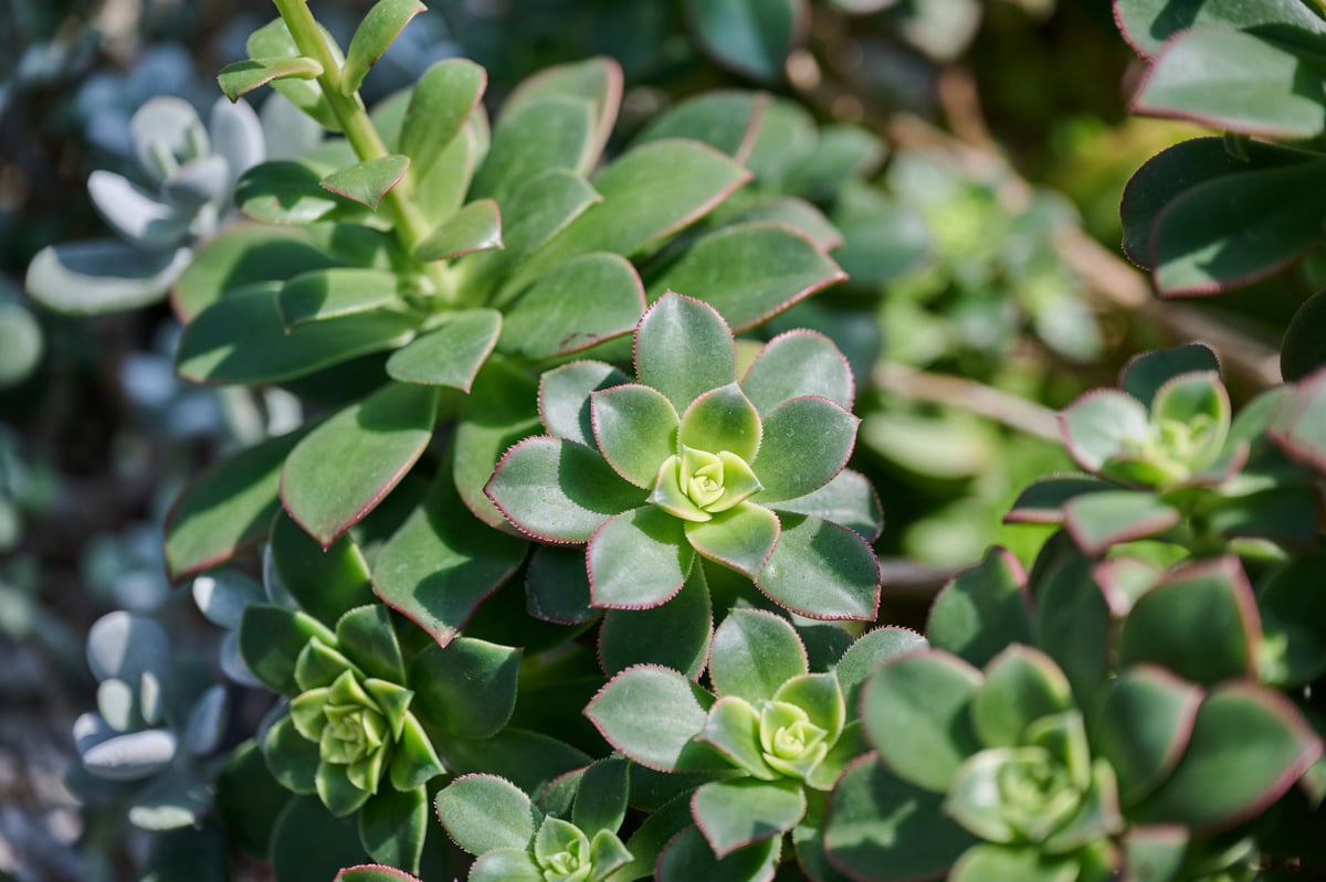 Green Aeonium haworthii succulent plants with red edged leaves in bright sunlight