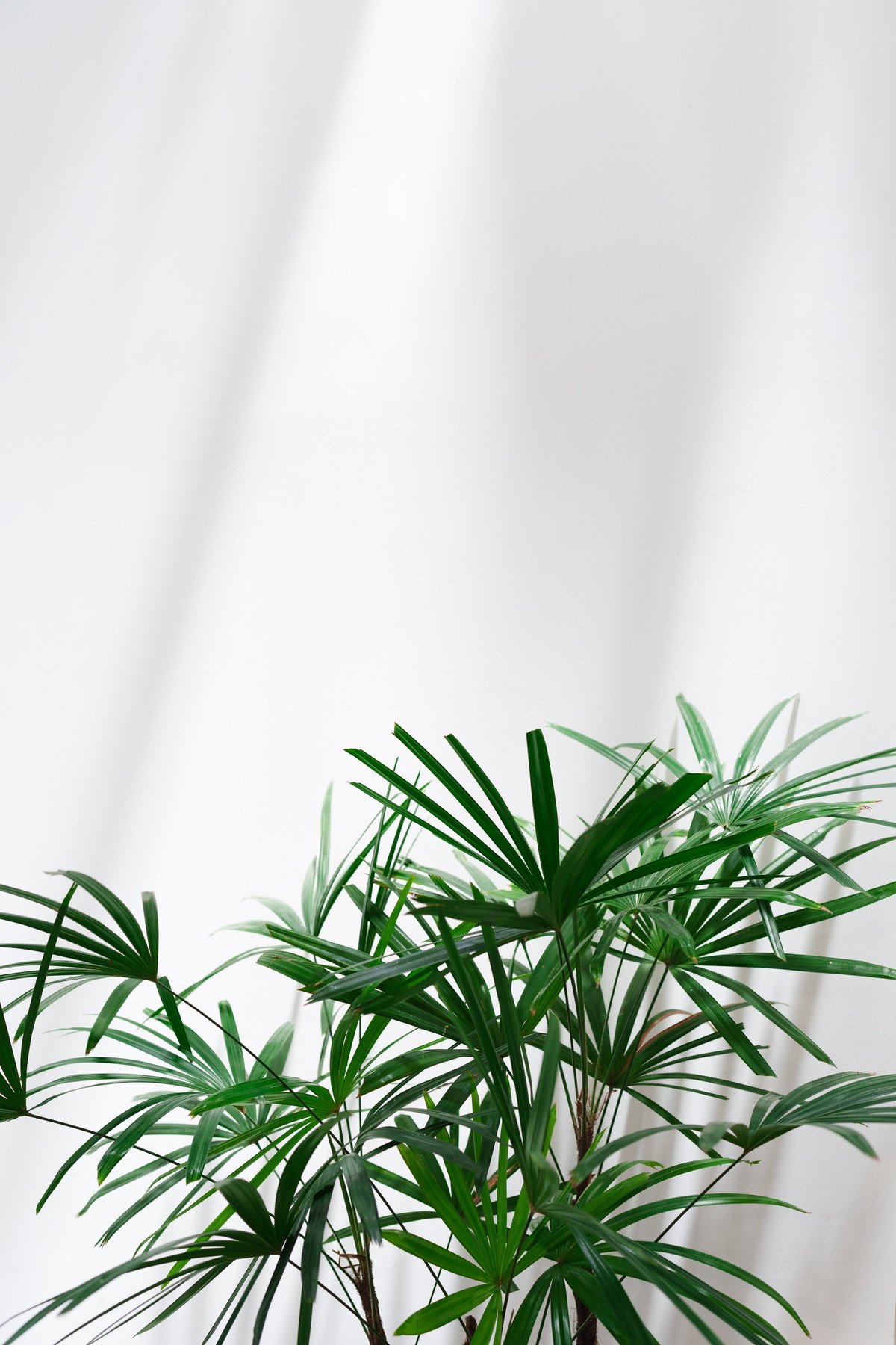 Fresh green bamboo palm in dappled sunlight against a white wall, indoor decoration