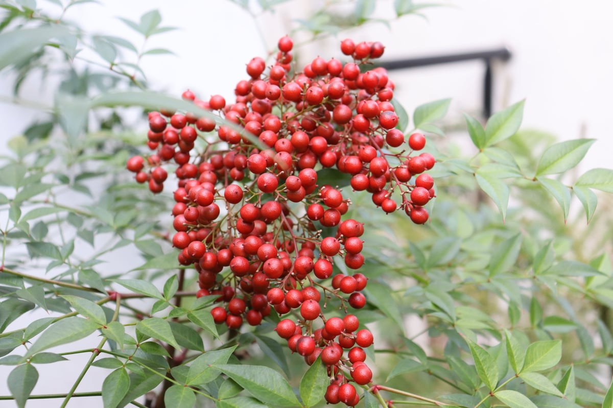 Nandina domestica heavenly bamboo shrub with dense clusters of red berries and pointed green leaves
