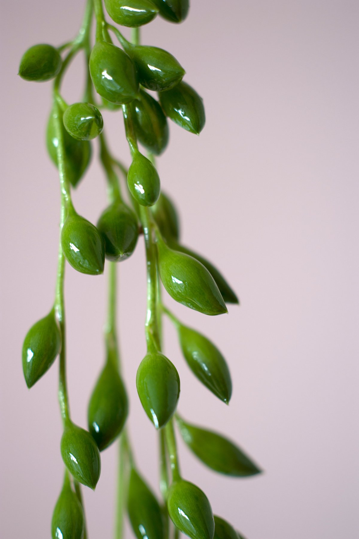 Shiny creeping berry Senecio radicans, string of beans succulent hanging free against a pink background