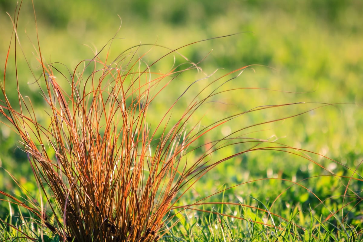 Carex testacea Prairie Fire, a copper-orange ornamental sedge backlit by warm low evening light