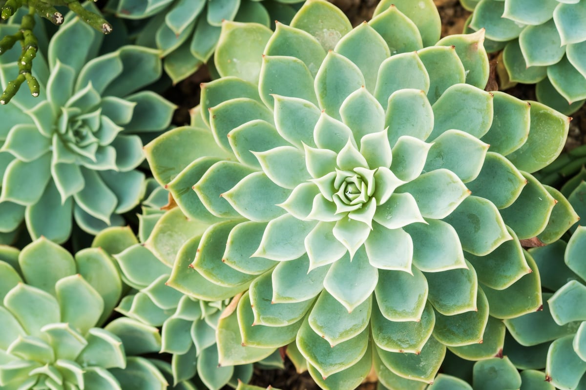 Kalanchoe - Rose of desert