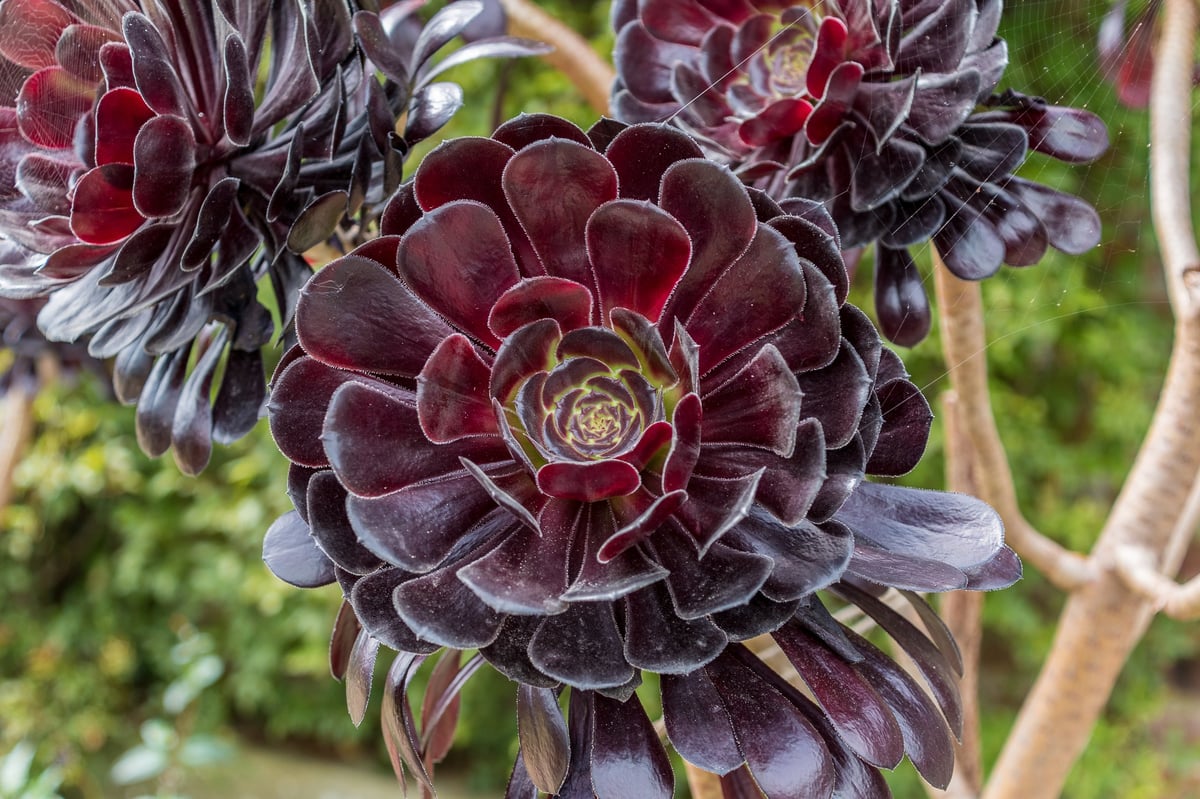 Aeonium Arboreum Zwartkop with rosettes of burgundy-black leaves at the ends of stalk stems