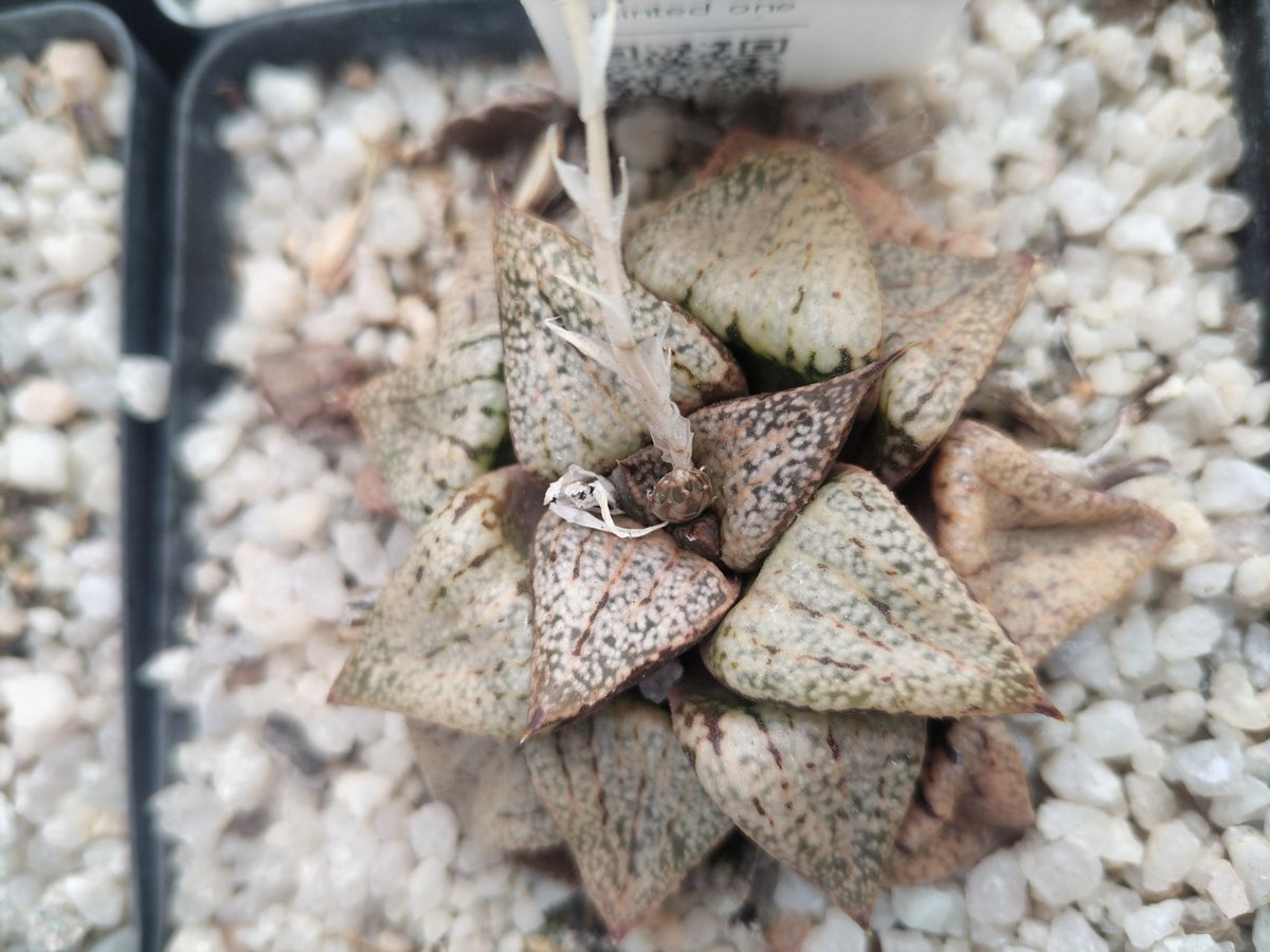 Small succulent with textured tan-speckled leaves arranged in a rosette pattern on sandy substrate
