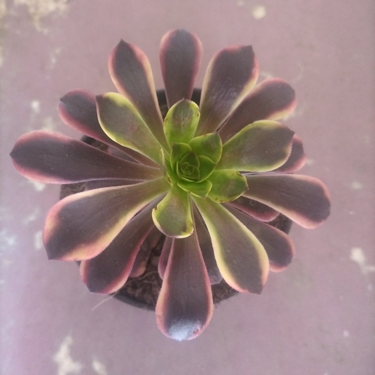 Overhead view of a pink and purple succulent plant with green center rosette pattern