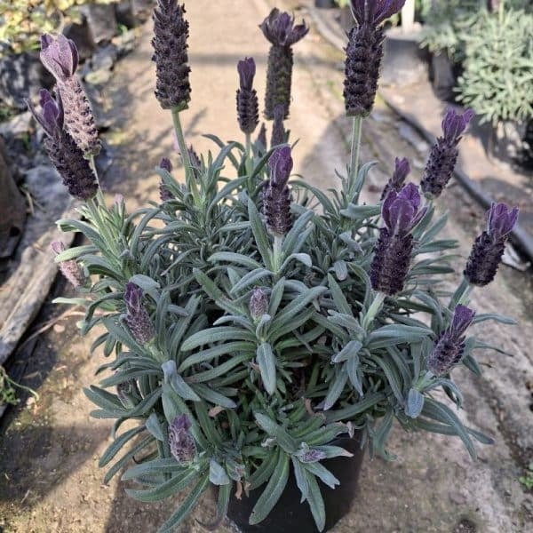 Potted purple lavender plant with multiple spiky flower spikes and gray-green foliage in a nursery garden setting