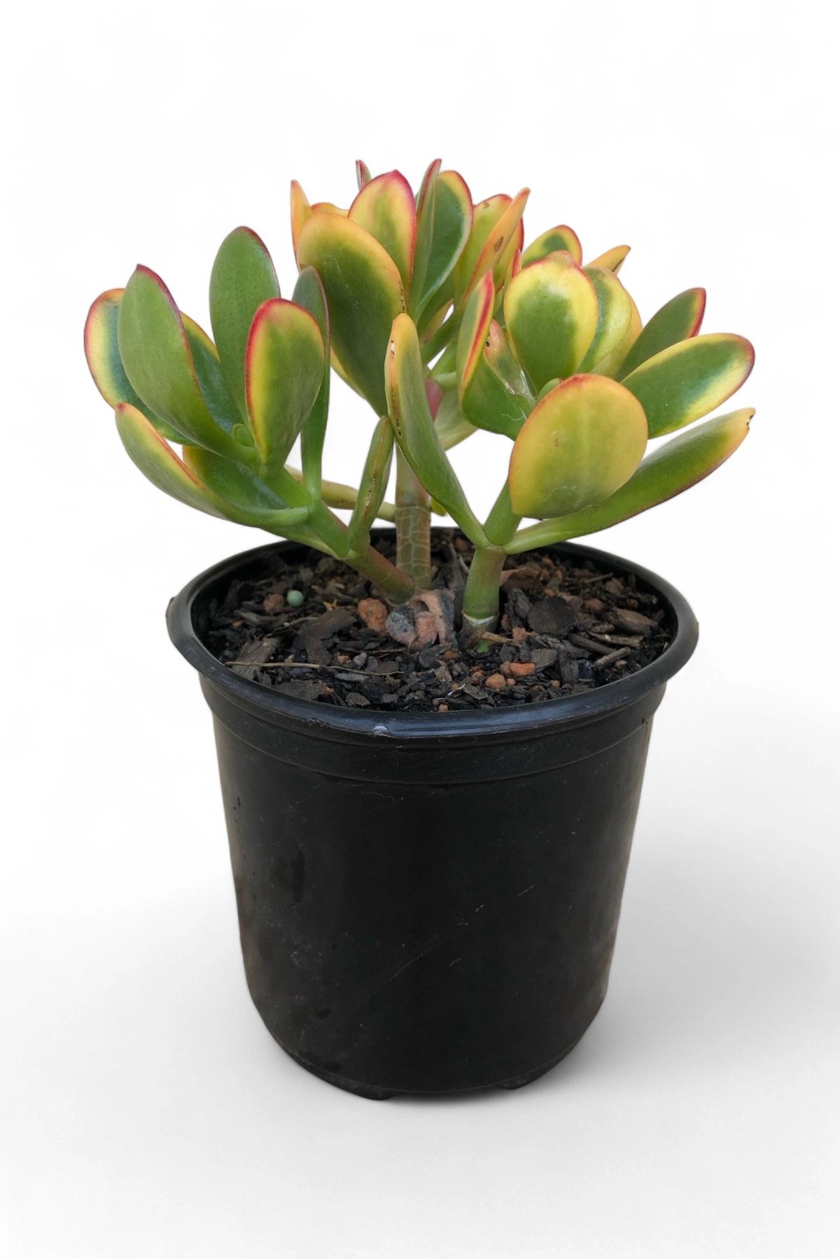 Potted succulent plant with thick green and yellow paddle-shaped leaves in a black nursery pot against white background