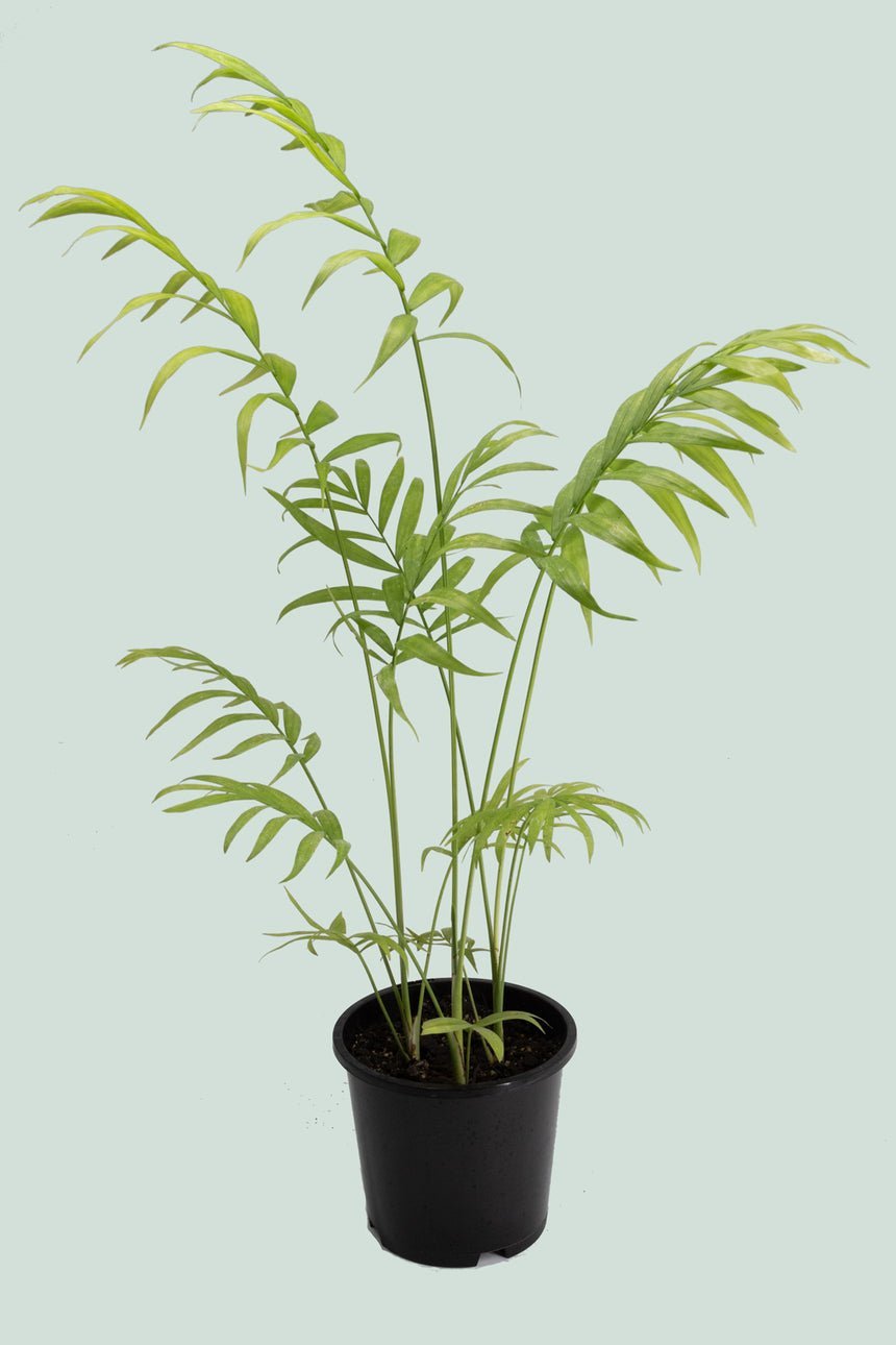 Potted plant with delicate arching green leaves in black container on light background