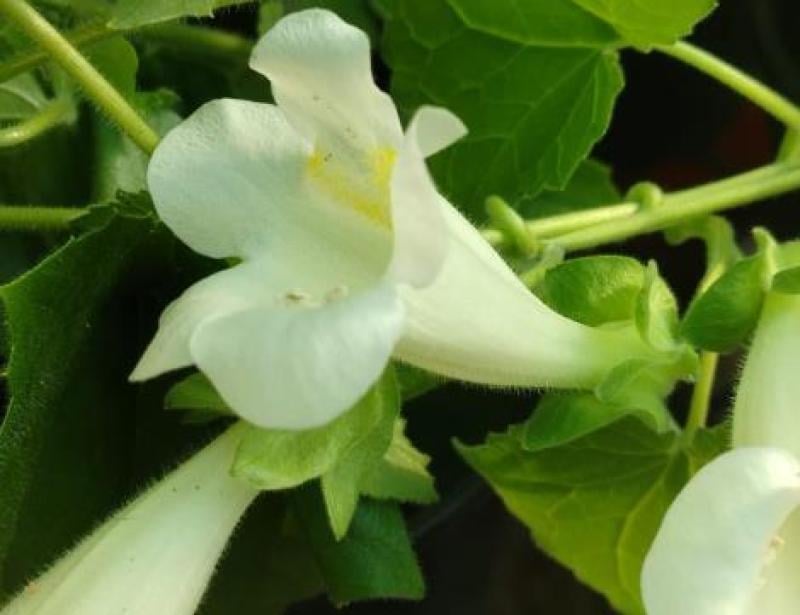 White fuzzy flower with yellow center among green leaves and stems