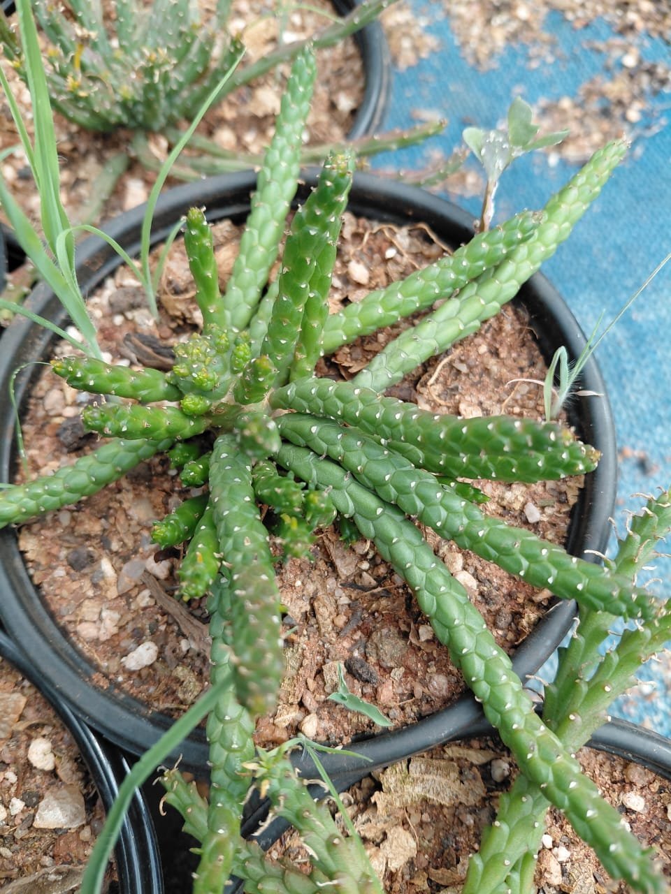 Green succulent plant with finger-like stems in a black pot with sandy soil, photographed from above