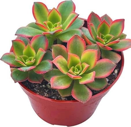 Red and green succulent plants with pink-tipped leaves in a coral terra cotta pot