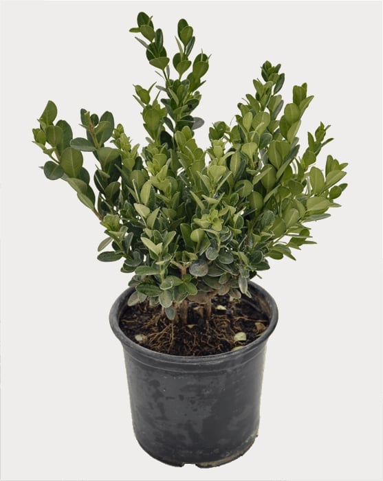 Small green shrub with oval leaves in a dark plastic nursery pot against a light gray background