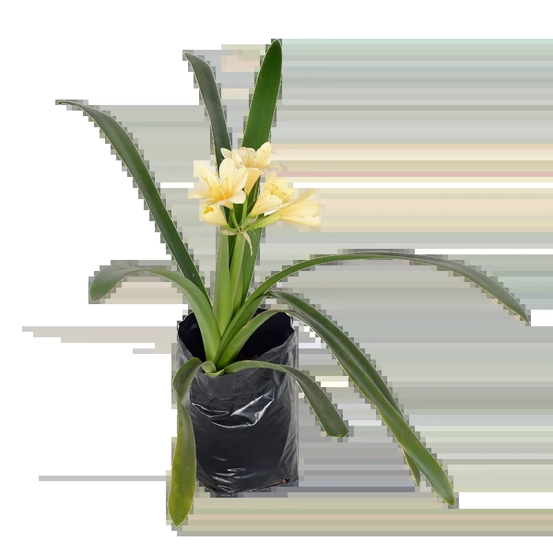 Potted daffodil plant with pale yellow flowers and green strappy leaves in a black pot against a transparent background