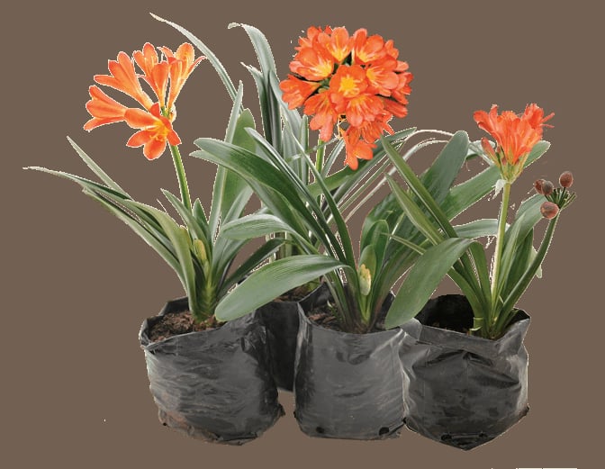Three potted orange clivia flowers with green leaves in black fabric containers against a brown background
