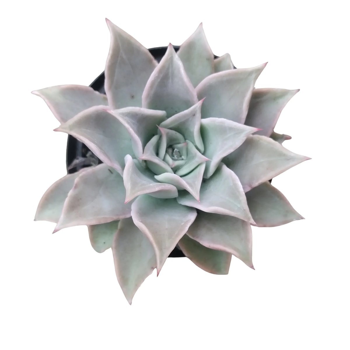 Overhead view of pale green succulent plant with pointed leaves arranged in a rosette pattern