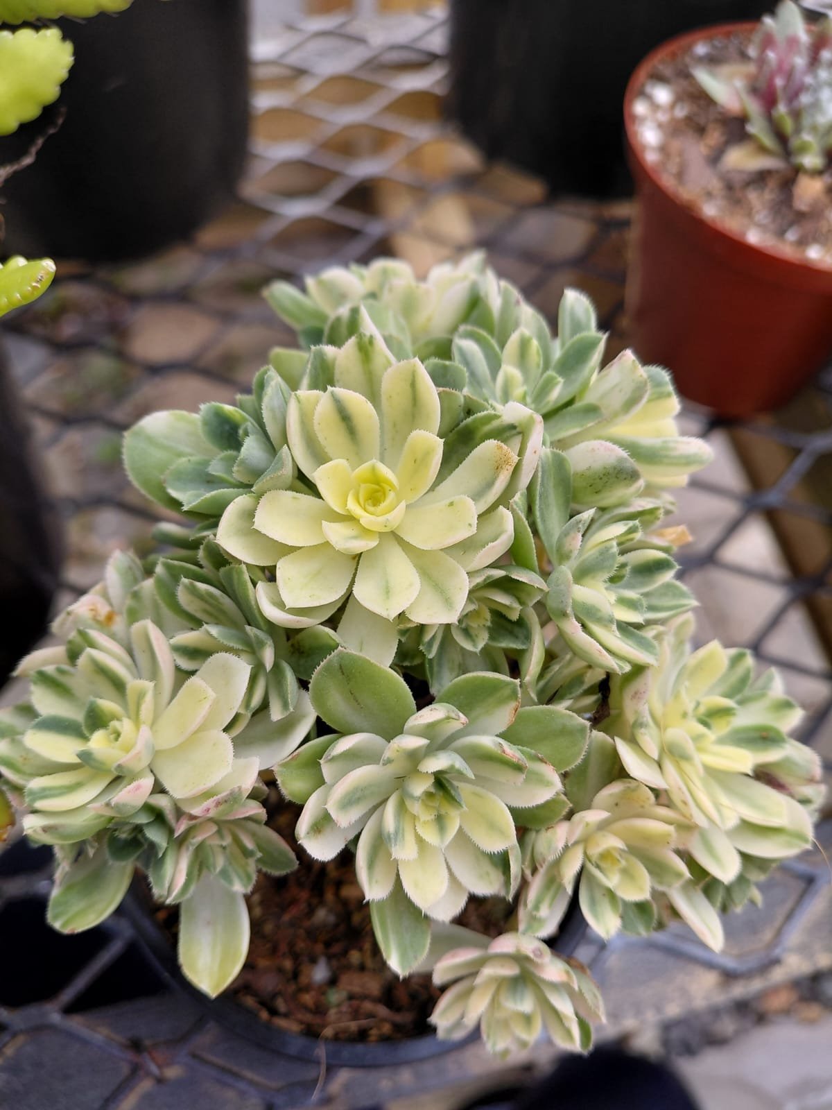 Pale yellow and green succulent plant with rosette-shaped flowers in a terracotta pot among other potted plants on a patterned surface