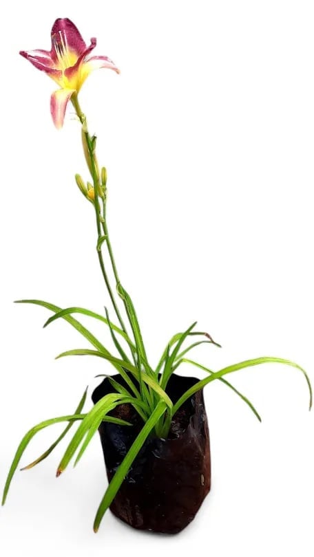 Purple and yellow daylily flower in a black pot with green strappy foliage against white background