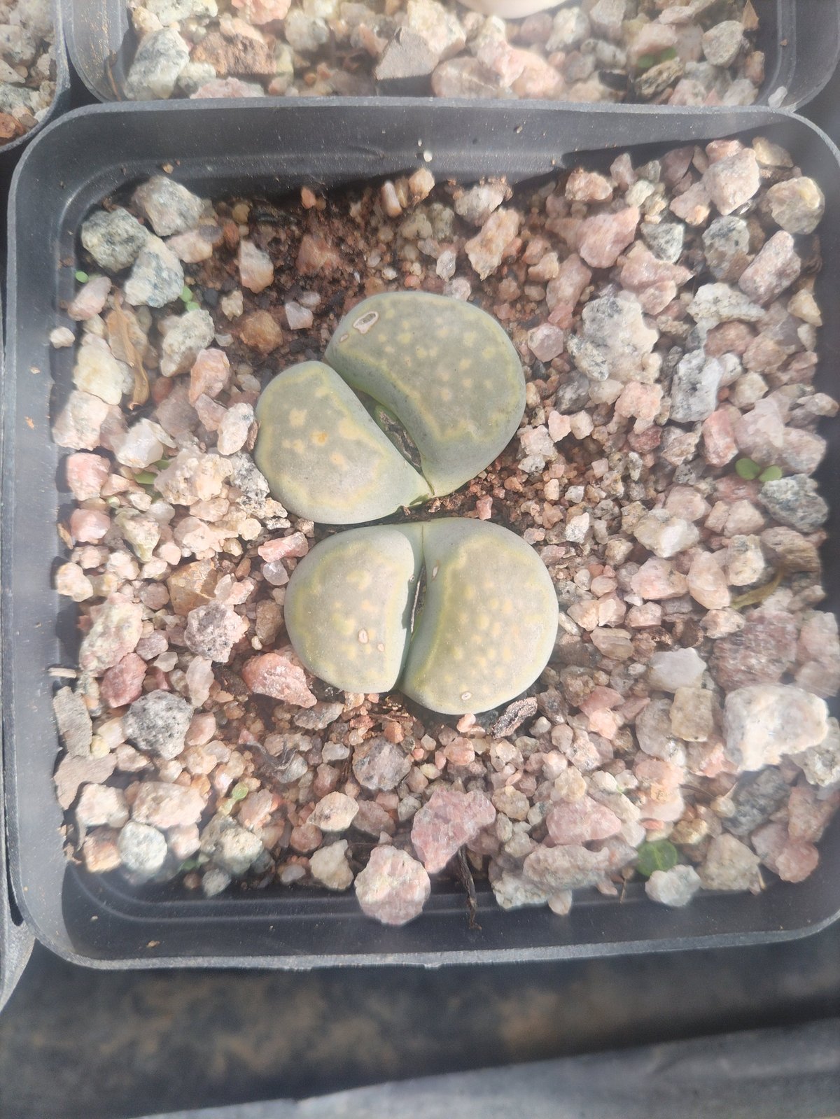 Three pale green succulent leaves in a square pot filled with pink and tan pebbles