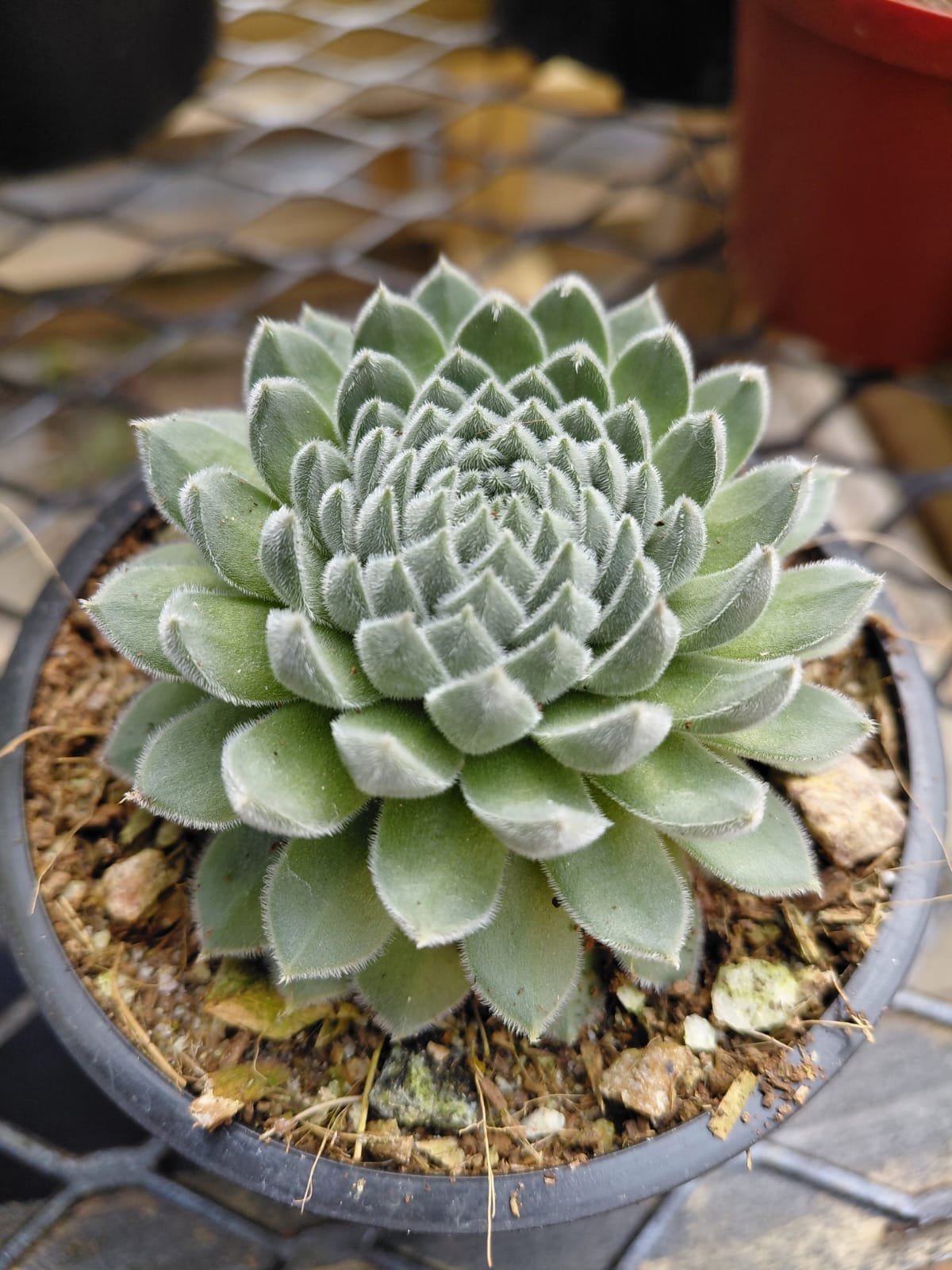 Close-up of a pale green succulent plant with geometric petal arrangement in a small terracotta pot on an outdoor surface
