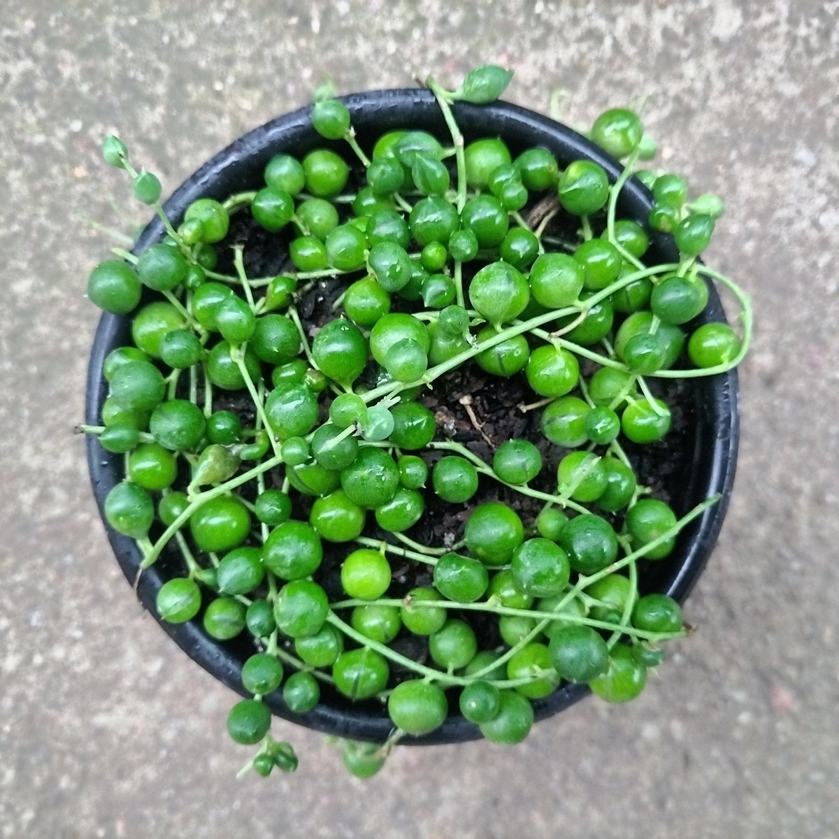 Overhead view of String of Pearls succulent with trailing vines of round green bead-like leaves in a black pot