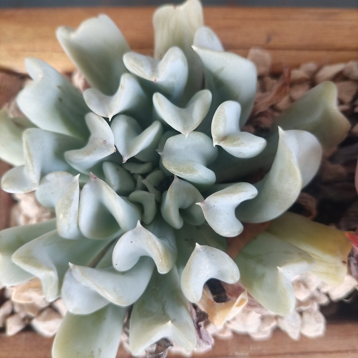 Close-up of pale green succulent plant with white-edged leaves arranged in a rosette pattern on wooden surface