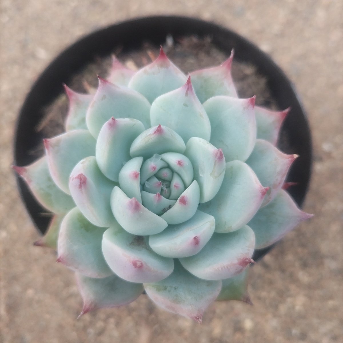 Overhead view of pale blue-green succulent plant with pink-tipped leaves in black pot on sandy ground