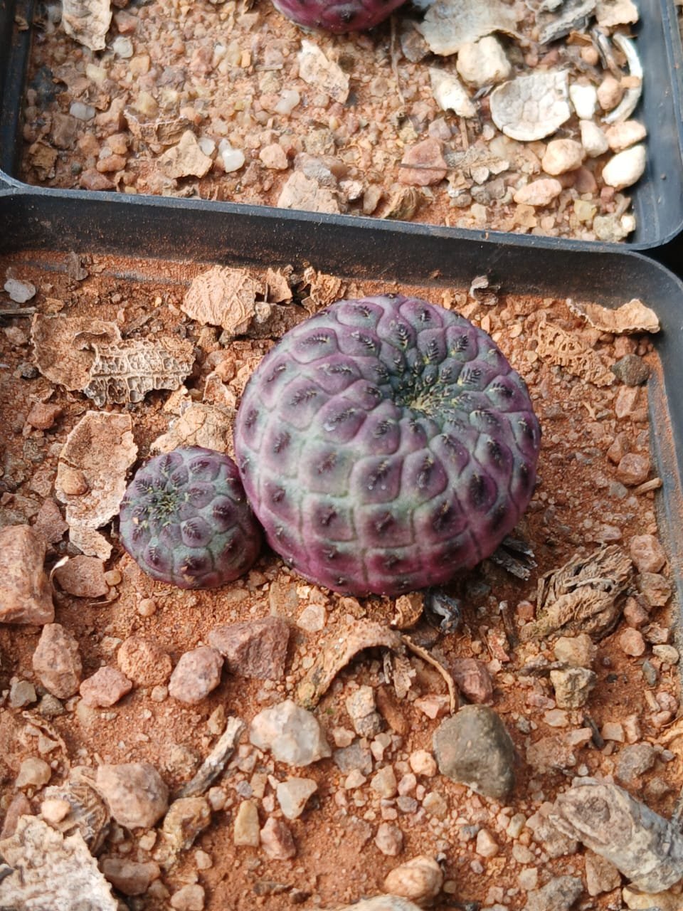 Two purple succulents of different sizes in a terracotta container with sandy soil and small pebbles