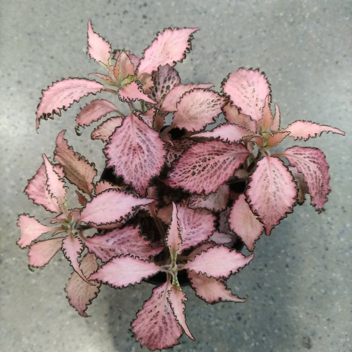 Overhead view of a potted plant with fuzzy pink and purple textured leaves arranged in a compact cluster on gray surface