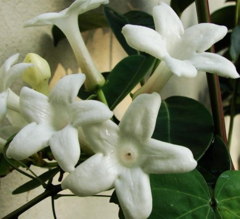 Delicate white jasmine flowers with five petals clustered among green foliage