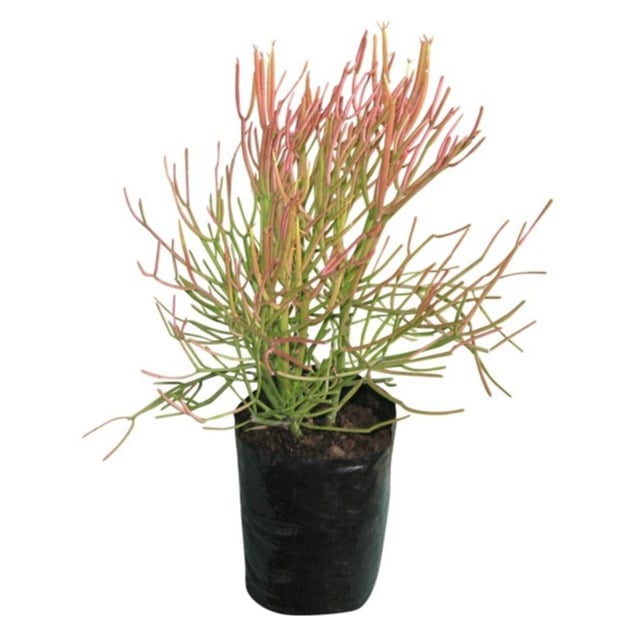 Ornamental grass plant with green and reddish-brown spiky foliage in a black plastic pot against white background