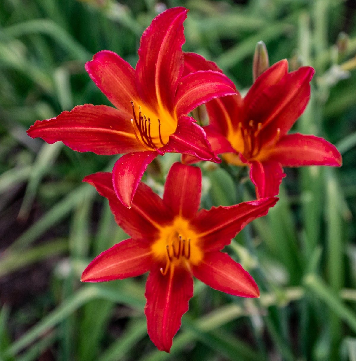 Cluster of bright red daylily flowers with yellow centers and green foliage in the background