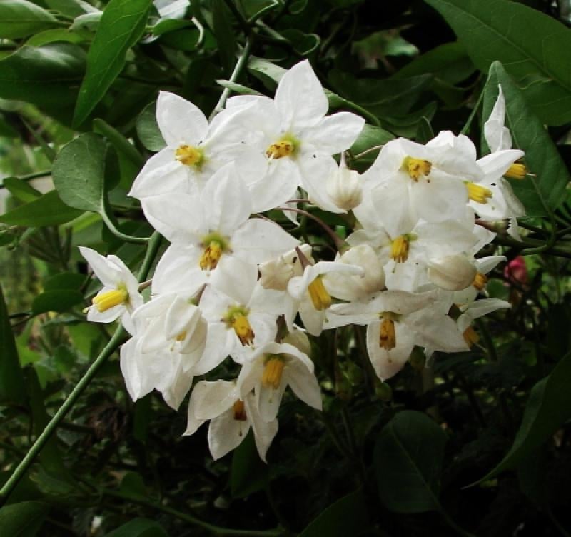 Cluster of white flowers with yellow centers surrounded by green foliage