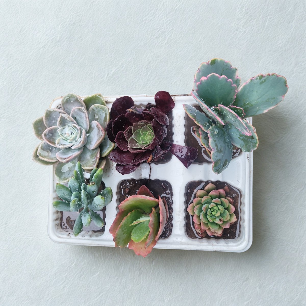 White rectangular planter with nine assorted succulents and small cacti arranged in compartments, overhead view on light background