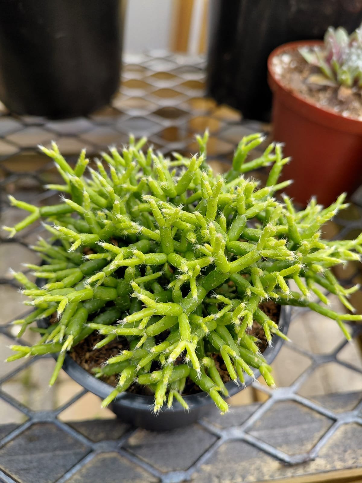Bright green spiky succulent plant in small black pot on geometric patterned surface with other plants blurred in background