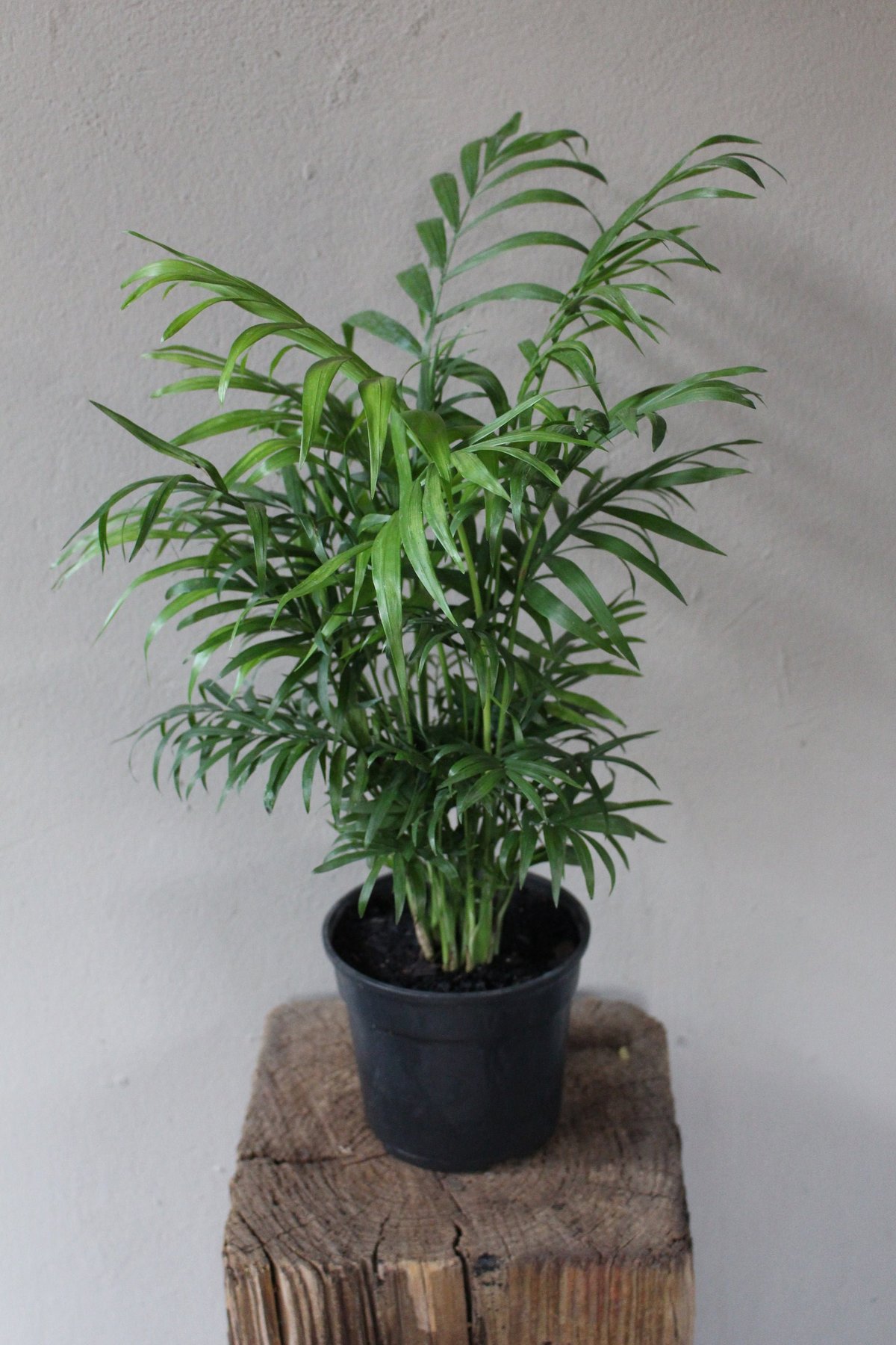 Potted parlor palm plant with green feathery fronds in black pot on rustic wooden stand against white wall