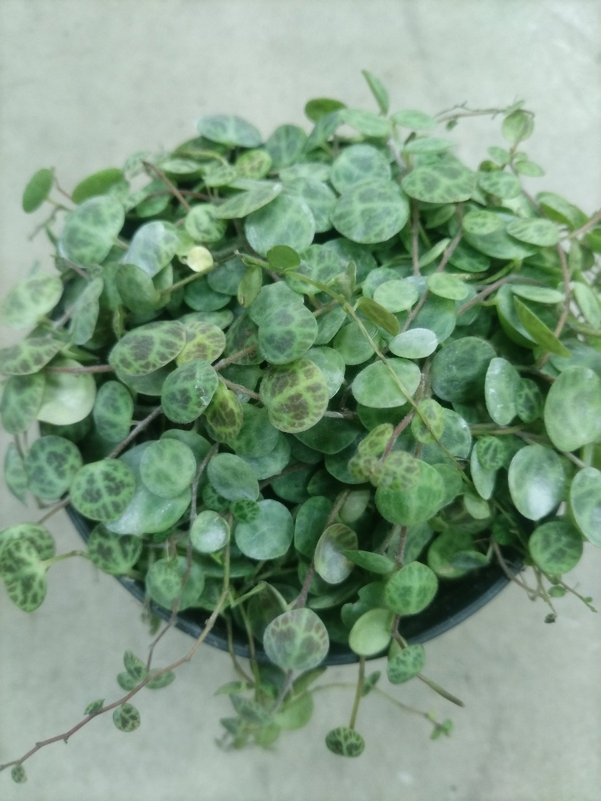 Potted plant with round green leaves and trailing vines in a dark pot viewed from above