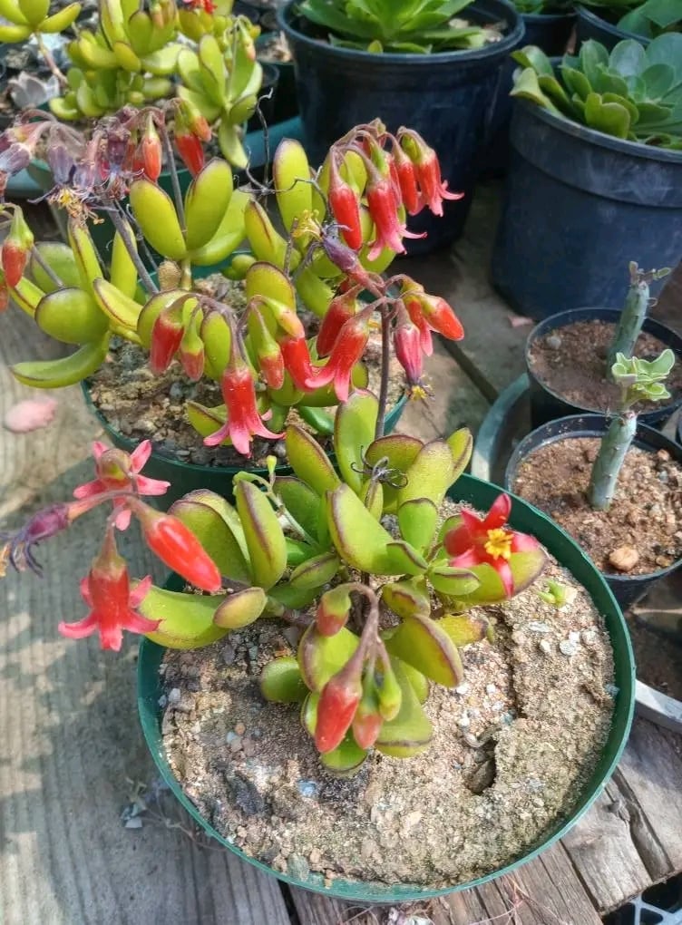 Potted succulent plant with red and yellow tubular flowers and green fleshy leaves in sandy soil, surrounded by other potted plants