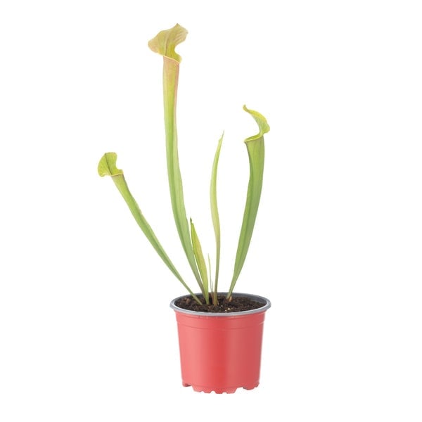 Carnivorous pitcher plant with green tubular leaves and yellow flower tops in a red plastic pot